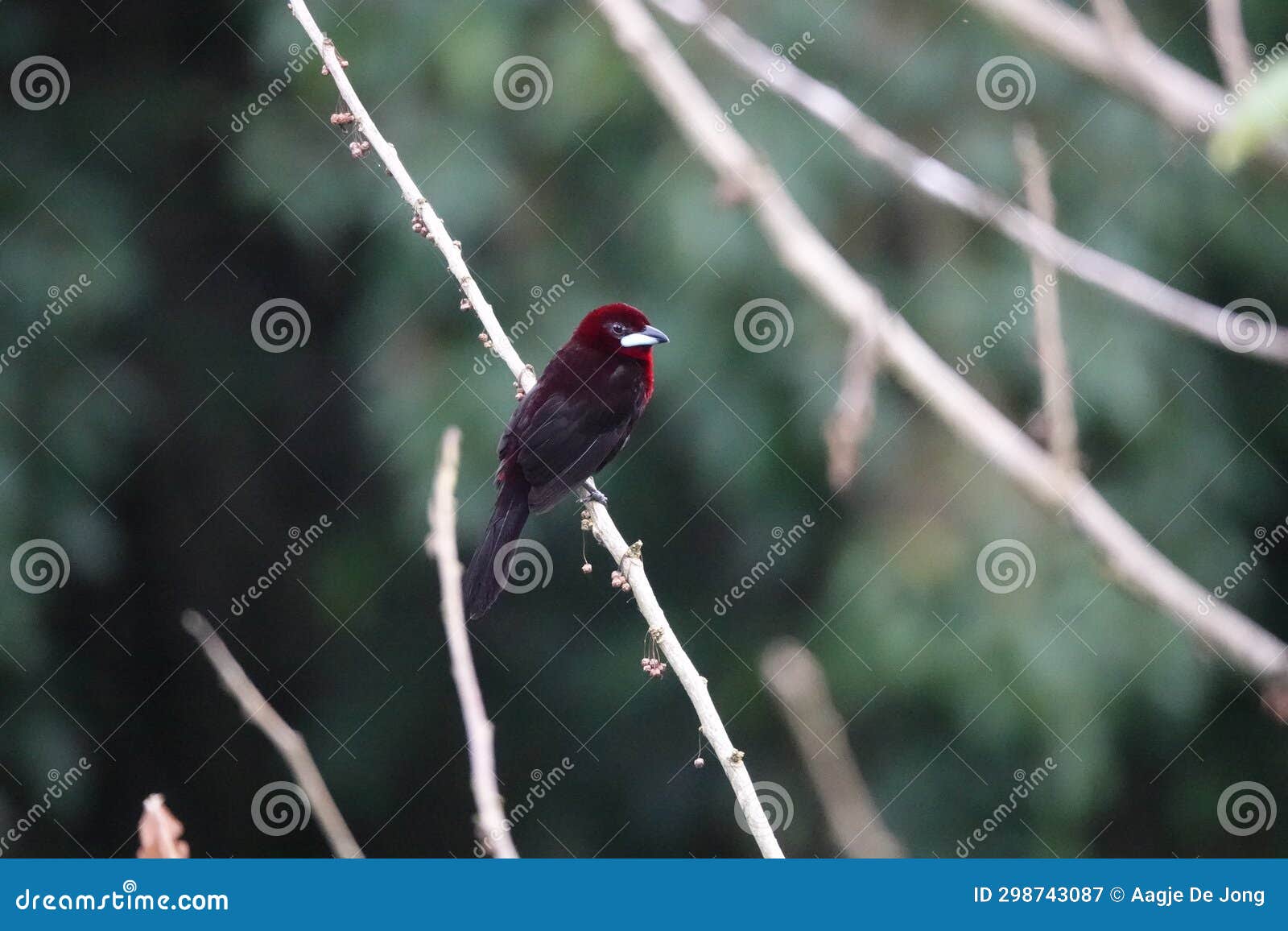 silver-beaked tanager male at asa wright in trinidad and tobago