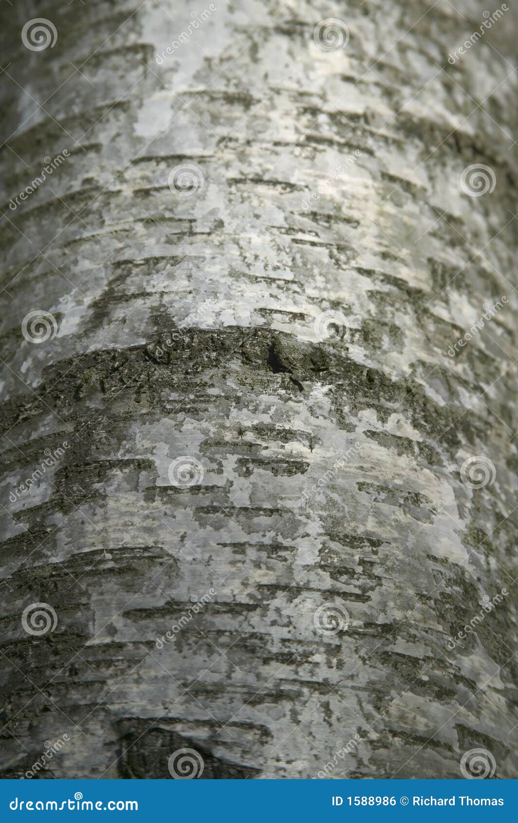 Silver Birch Bark Stock Photo Image Of Bark England 156