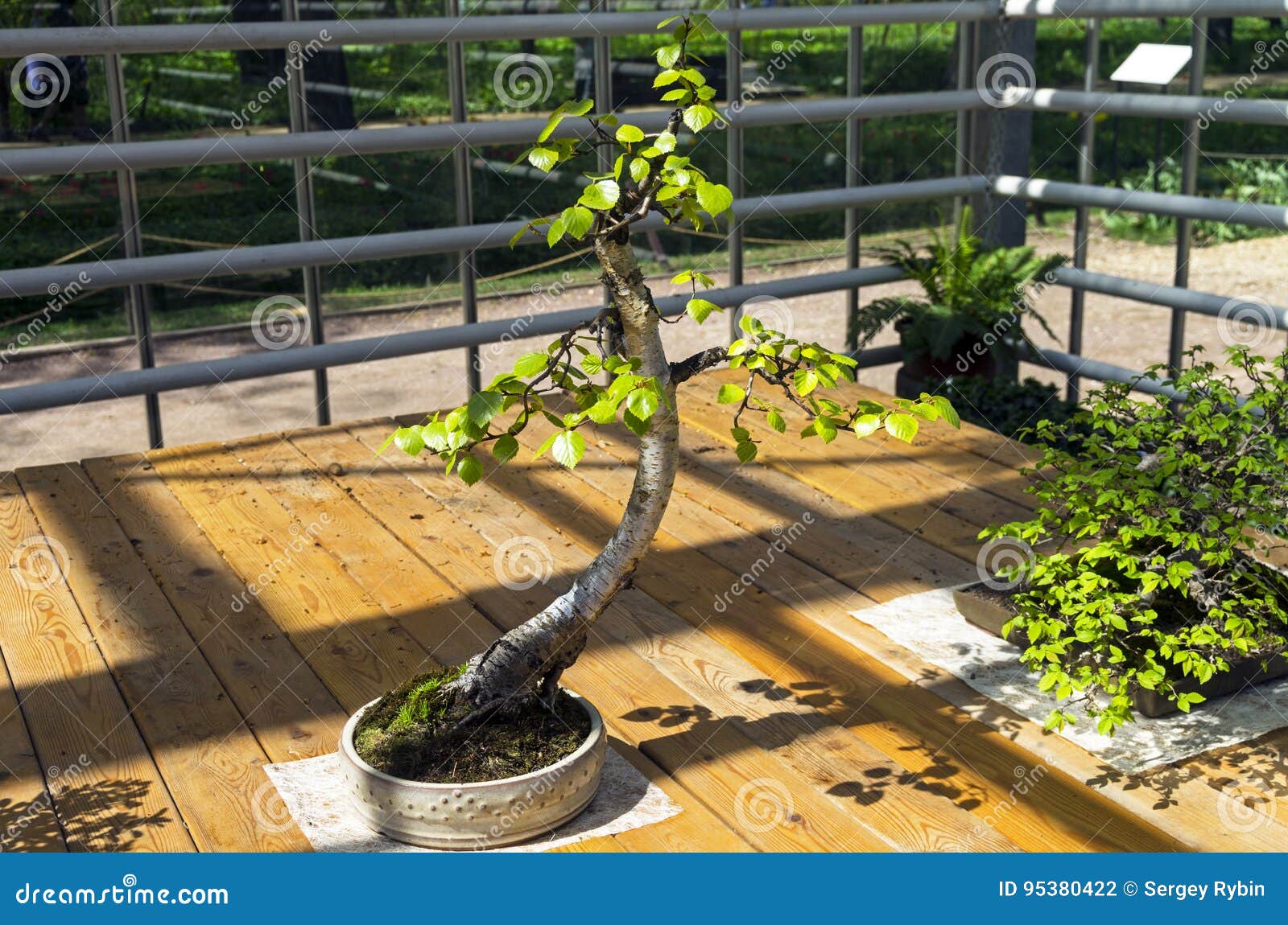 100PCs Silver Birch Tree Seeds Betula Pendula Rare Bonsai Plants in Home Garden 