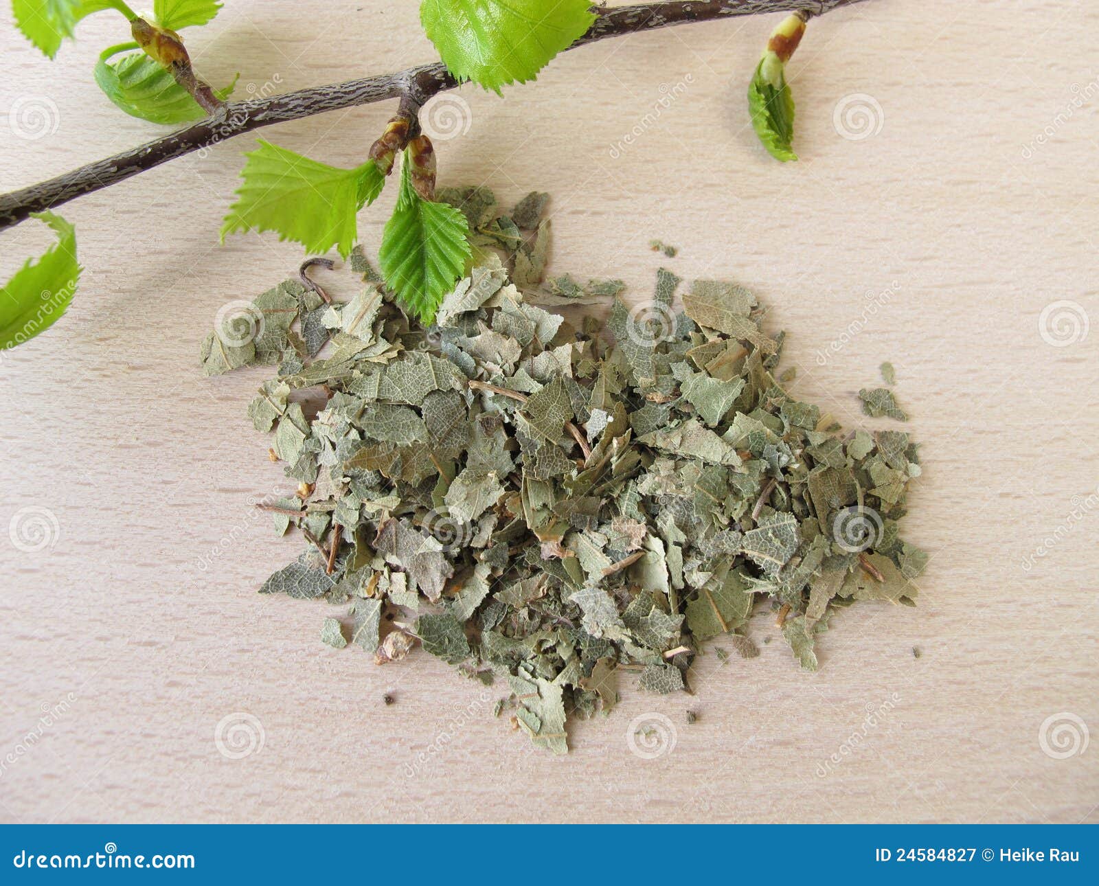 Silver Birch Leaves, Betulae Folium Stock Image Image of dried
