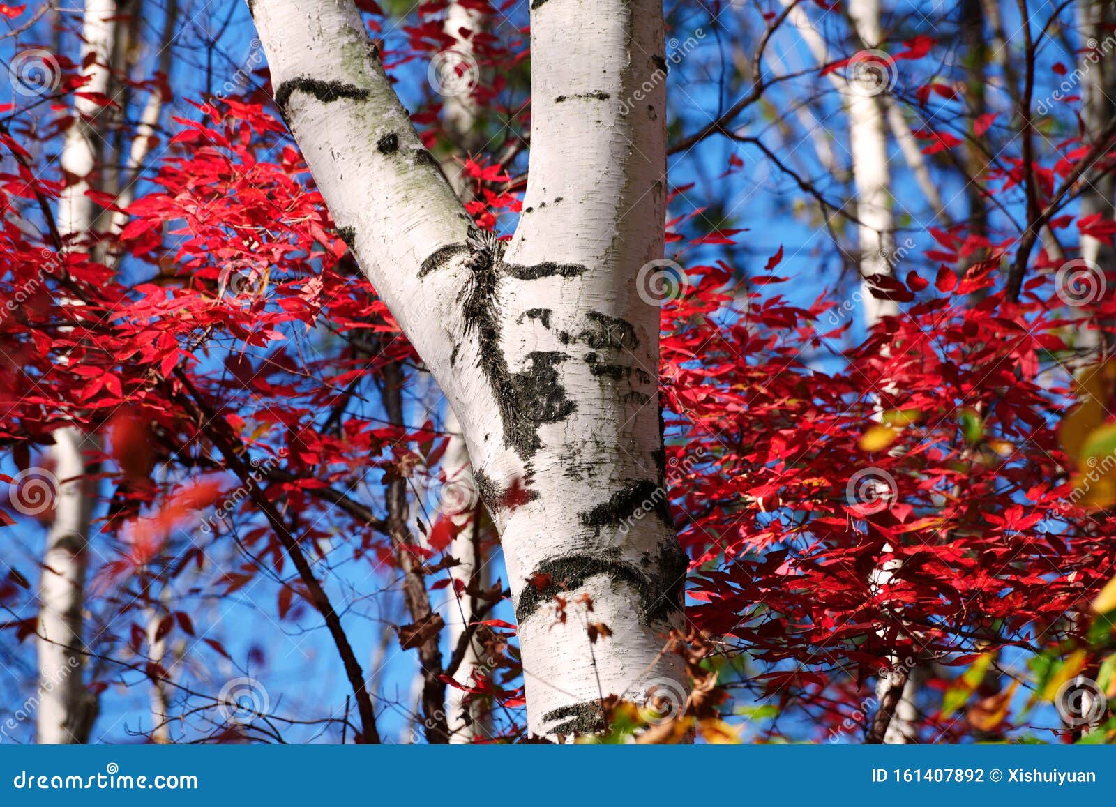 The Silver Birch Trunk And Red Leaves Scenic Stock Photo Image Of Forest Long
