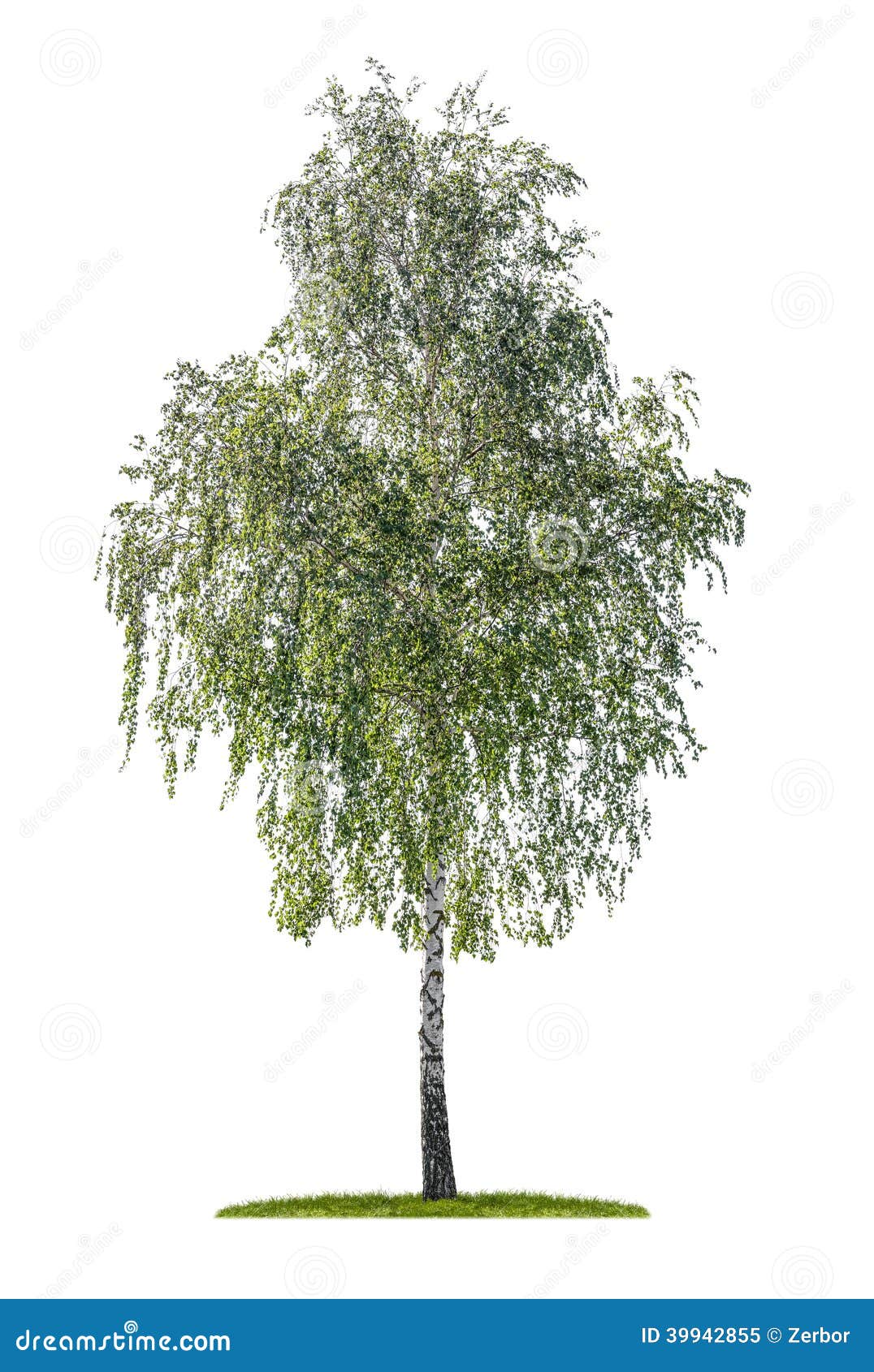 Silver Birch On A White Background Stock Image - Image: 39942855