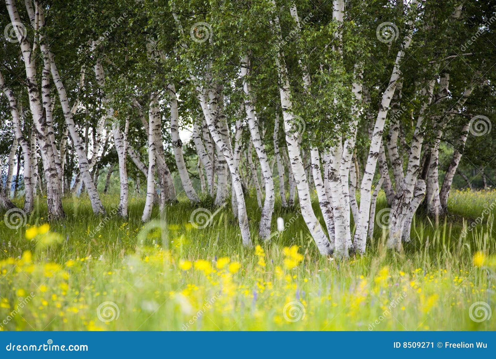 Silver birches and flowers stock image. Image of hardy 8509271