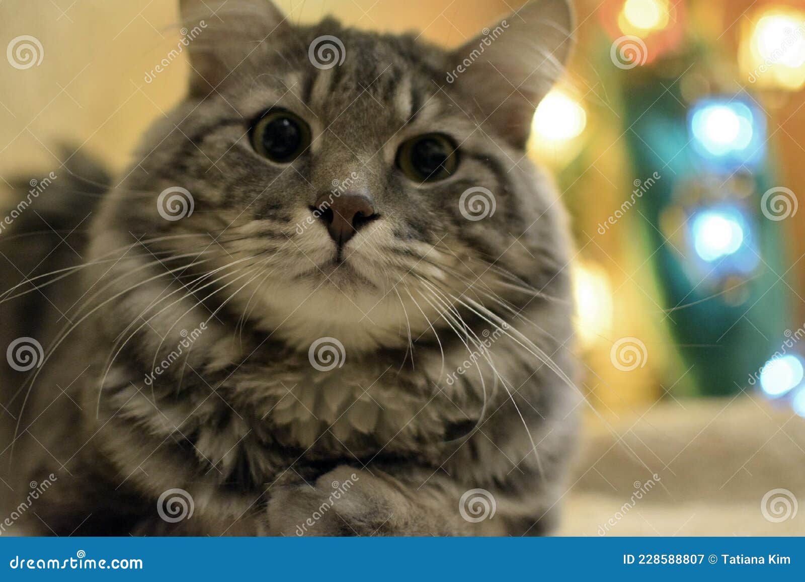 Silver Blue Cat Kurilian Bobtail Fluffy Tabby Stock Image Image of