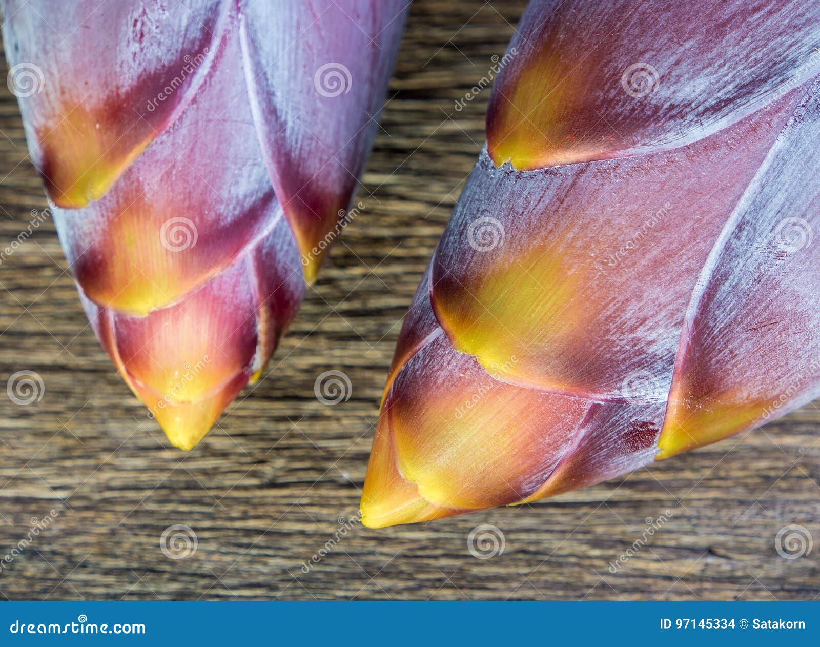 Silver Bluggoe Banana Blossom Stock Photo Image of blossom, stem