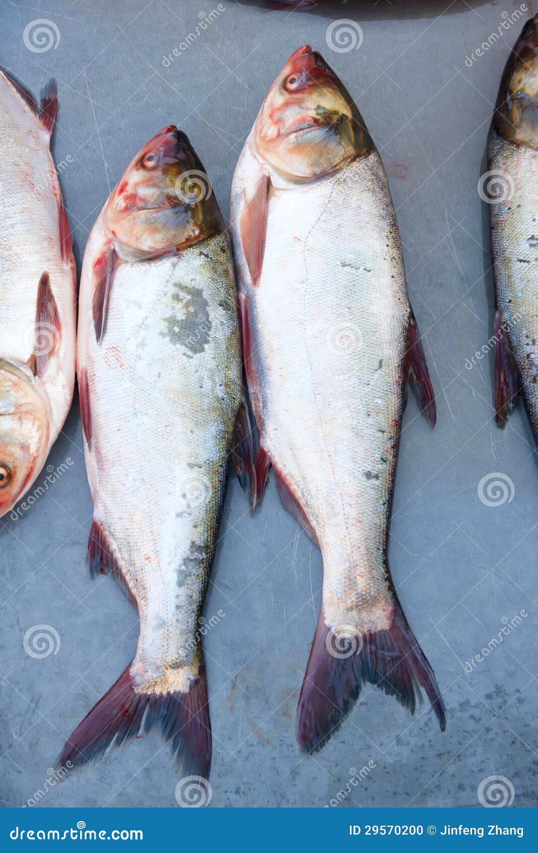 Silver carp stock photo. Image of freshwater, silver 29570200