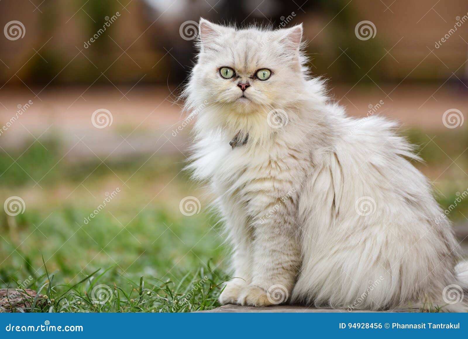 Silver Chinchilla Cat. stock photo. Image of thailand 94928456