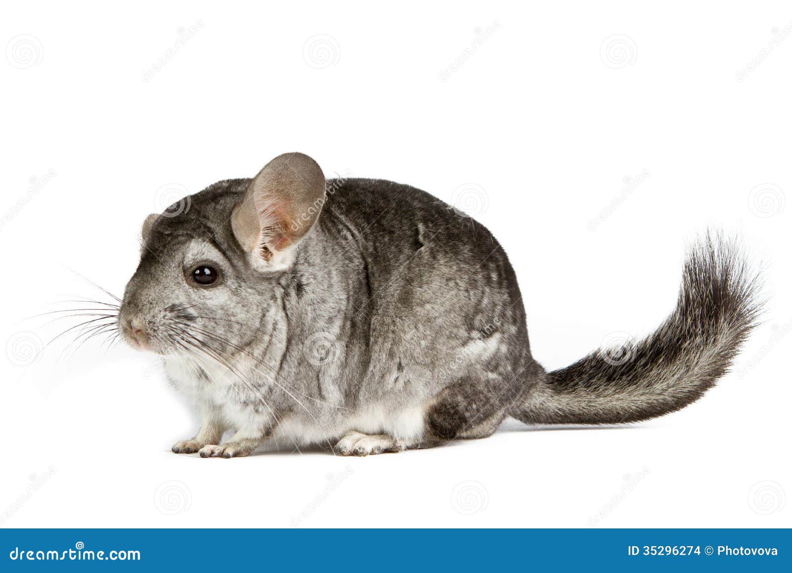 Silver Chinchilla stock photo. Image of forage, hair 35296274