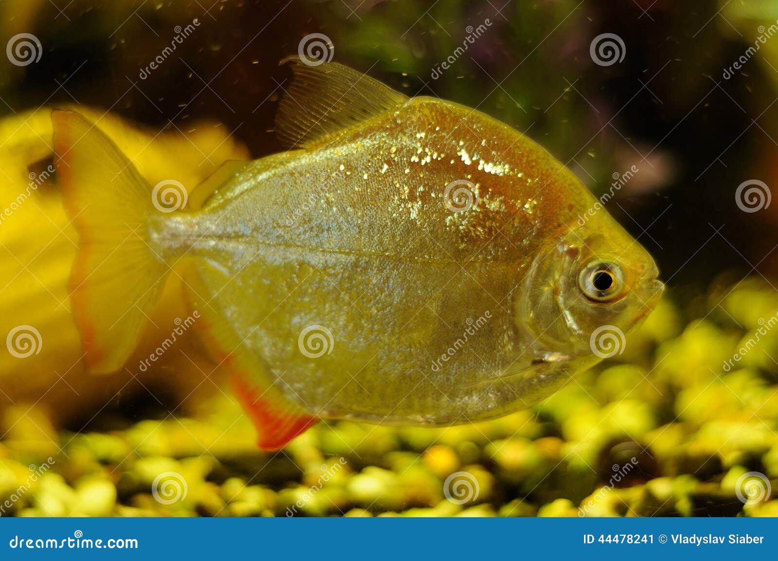Silver Color Fish in Aquarium Stock Image Image of close, golden
