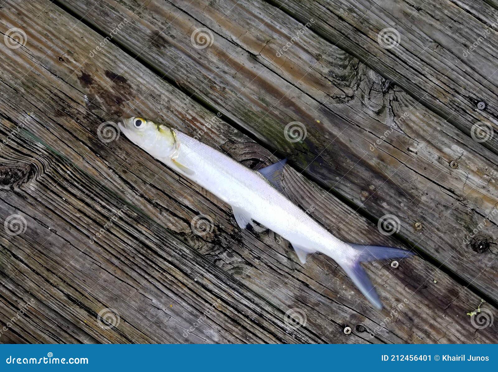 A Lady Fish on the Top of the Wooden Deck Stock Image - Image of saltwater,  alive: 212456401