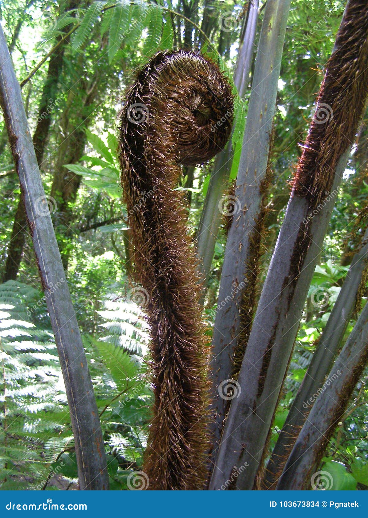 silver fern blooming kapiti island restricted access reserve area new zealand