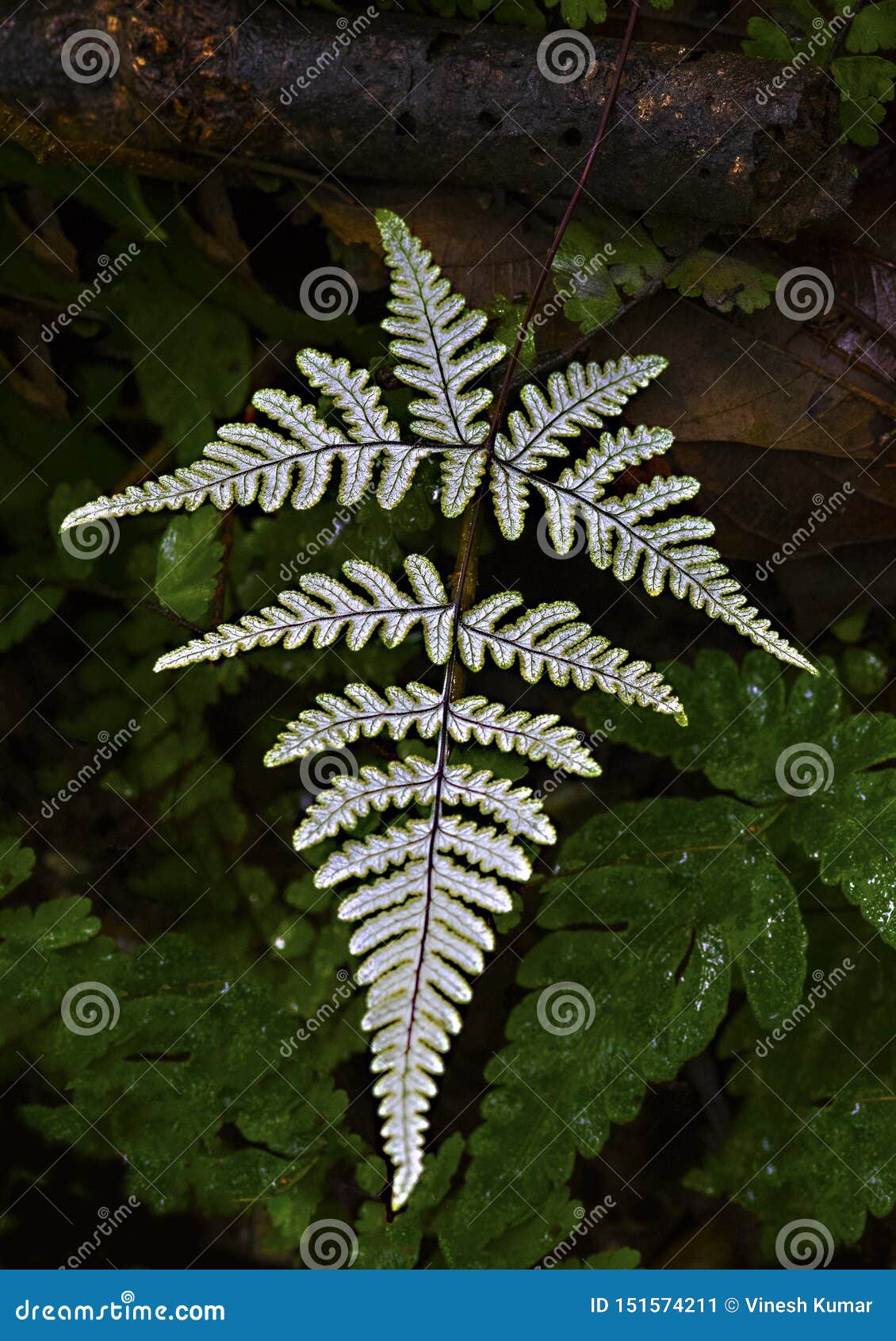 Silver-fern Leaf Display Against Dark Background Stock Image - Image of