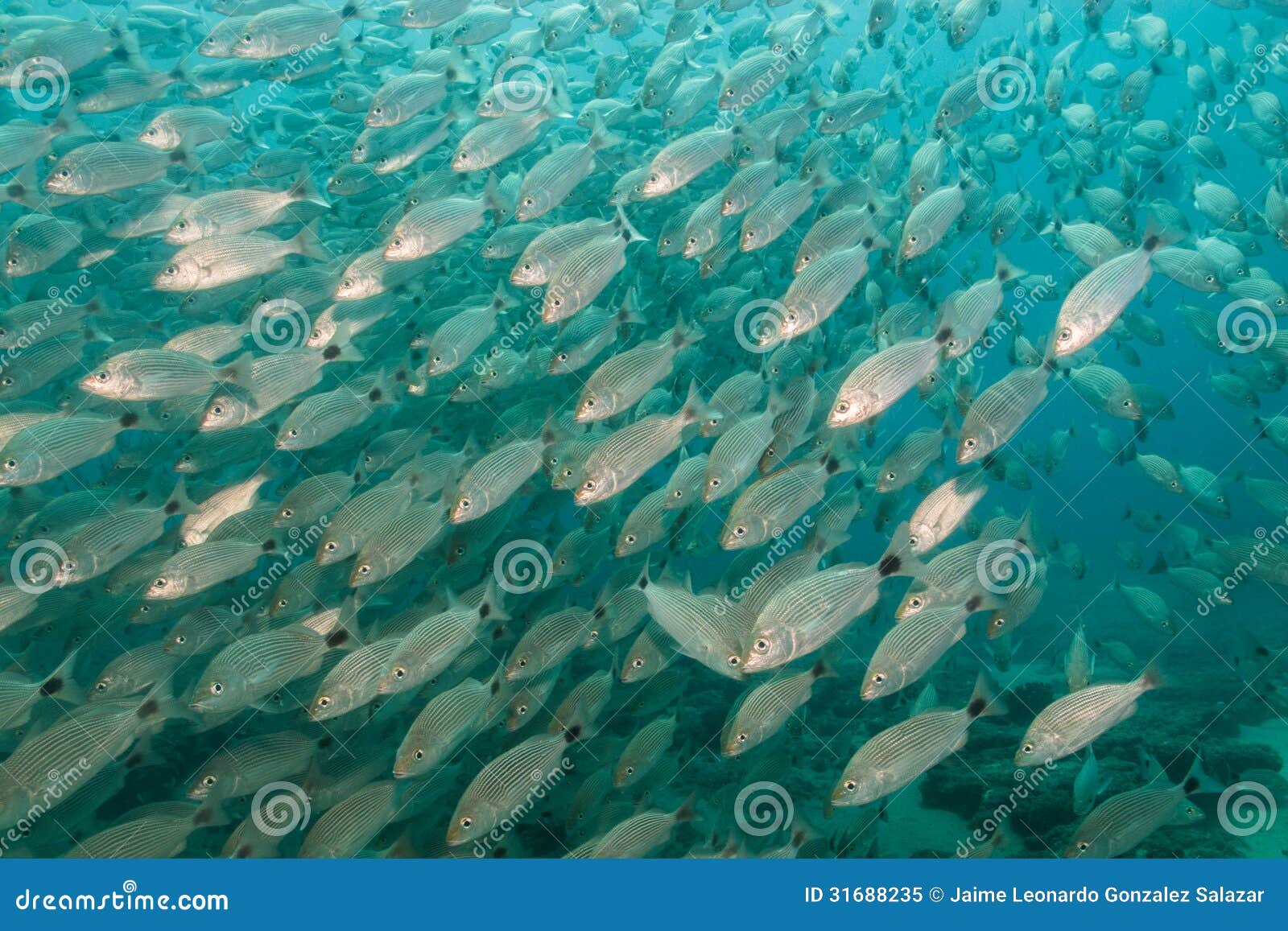 silver fish on reef