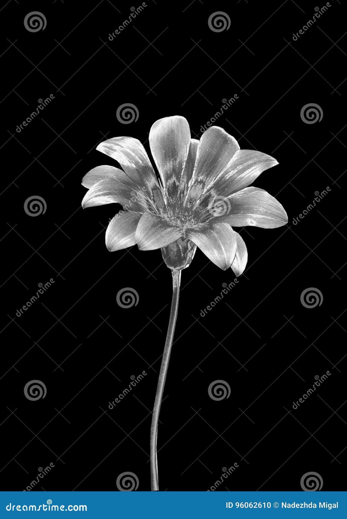 Silver flower stock photo. Image of roses, textures, flora 96062610