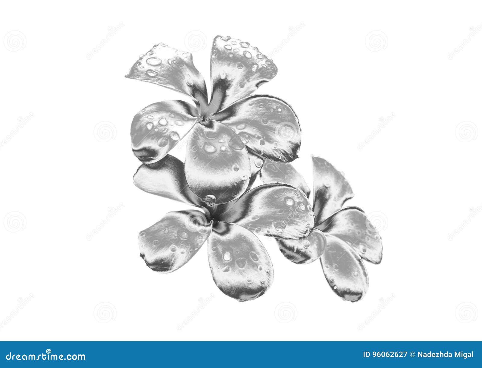 Silver flower stock image. Image of sheet, flowers, jewelry 96062627