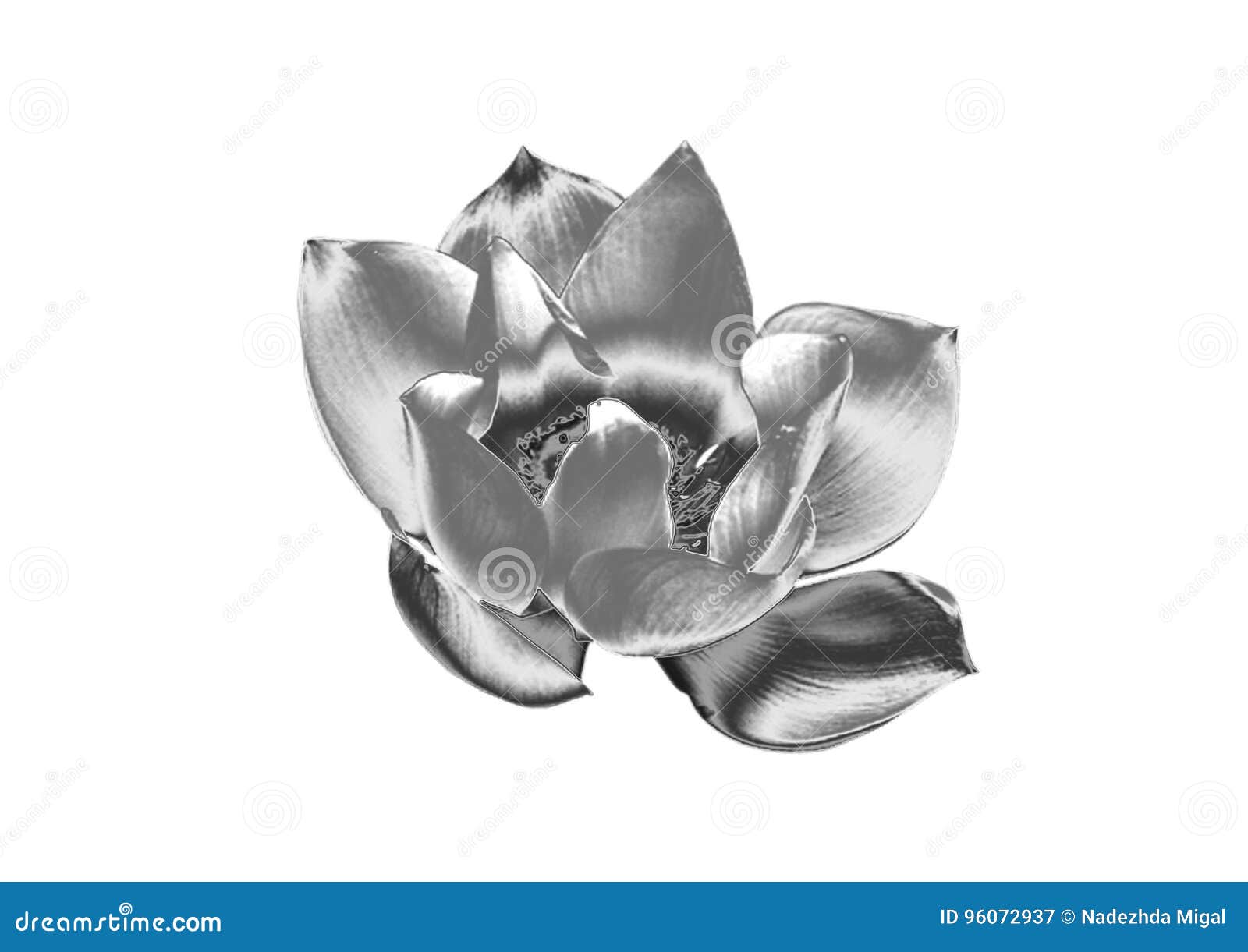 Silver flower stock image. Image of sheet, flower, abstraction 96072937
