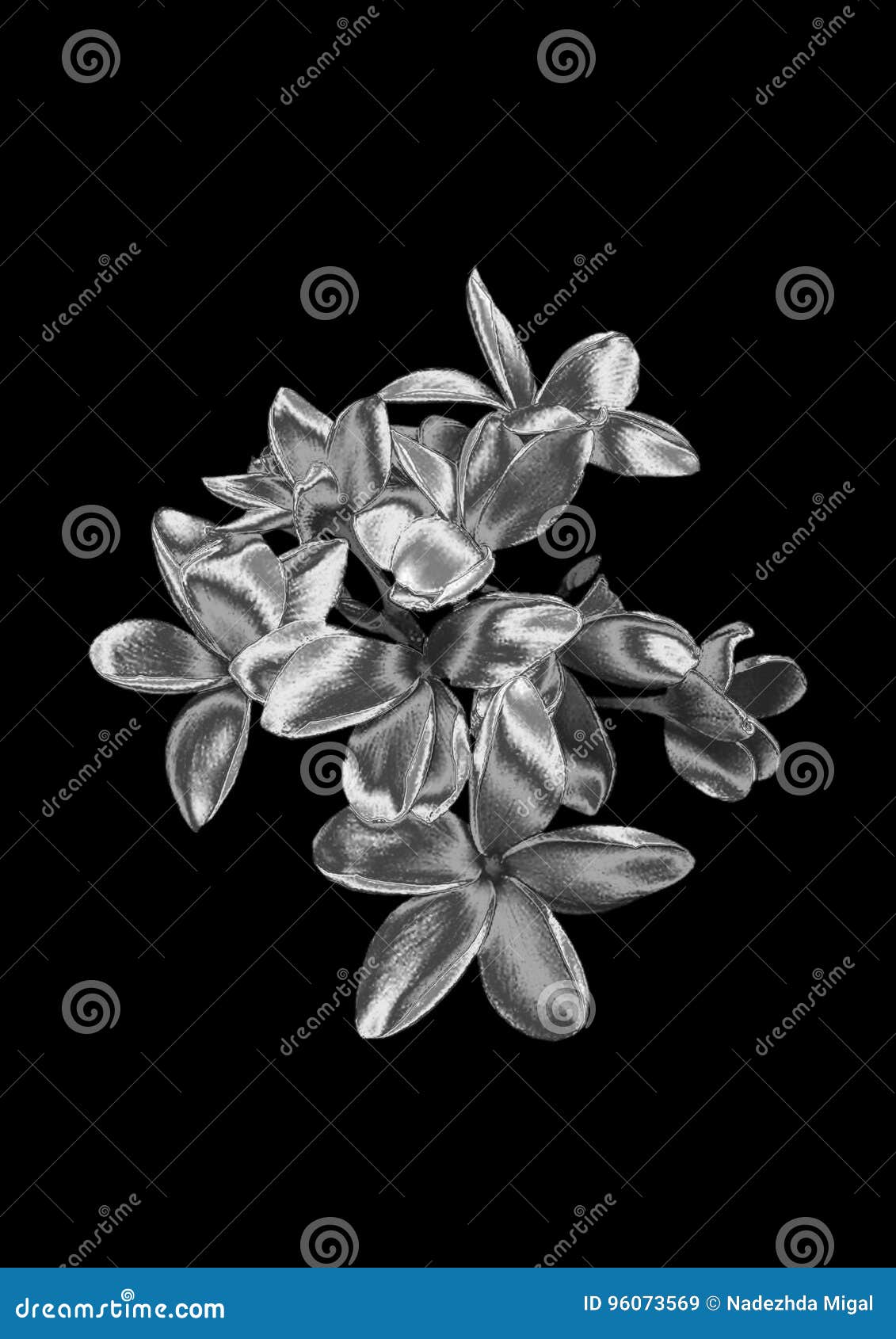 Silver flower stock image. Image of tulips, white, textures 96073569