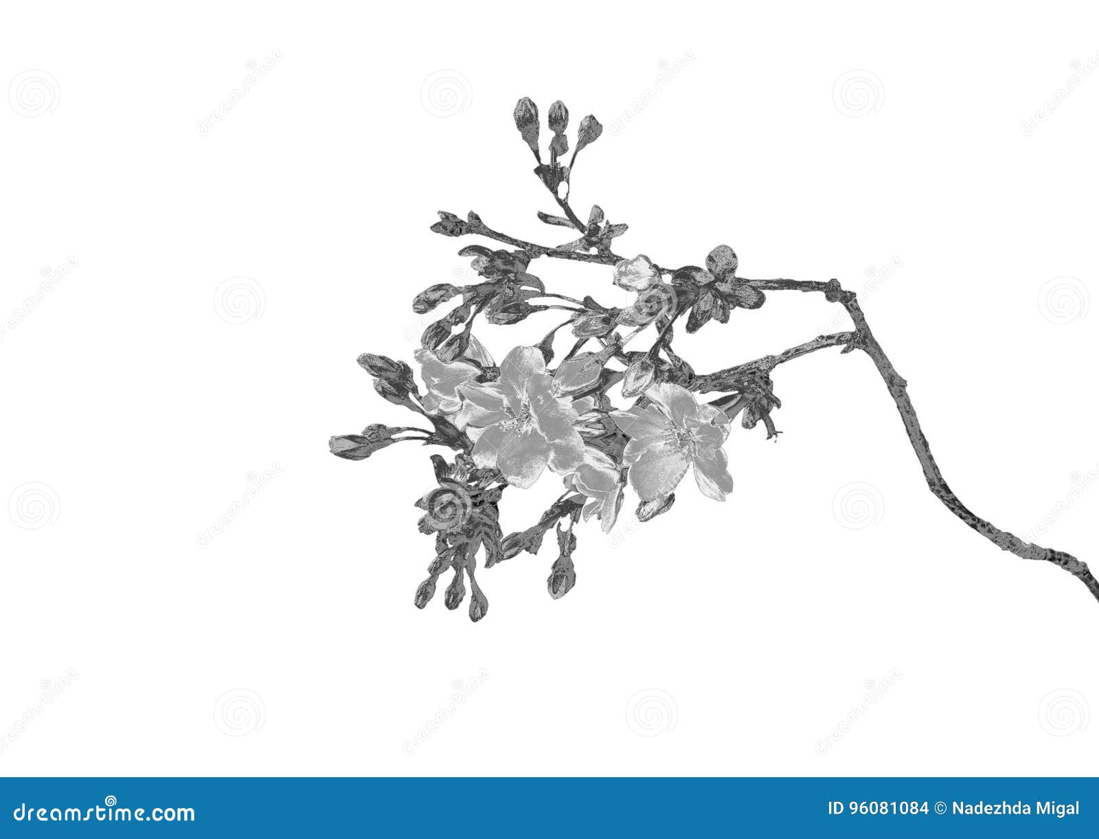 Silver flower stock photo. Image of roses, beautiful 96081084