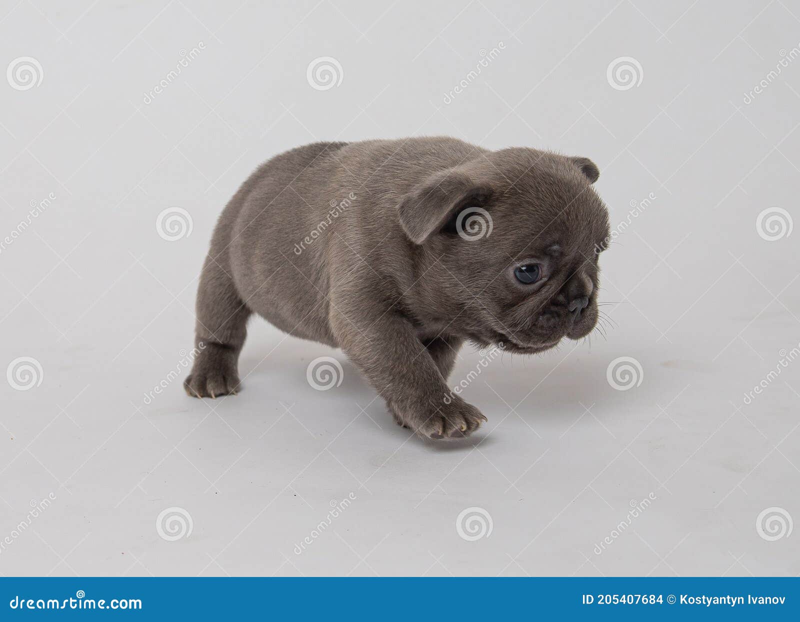 silver french bulldog puppy in studio