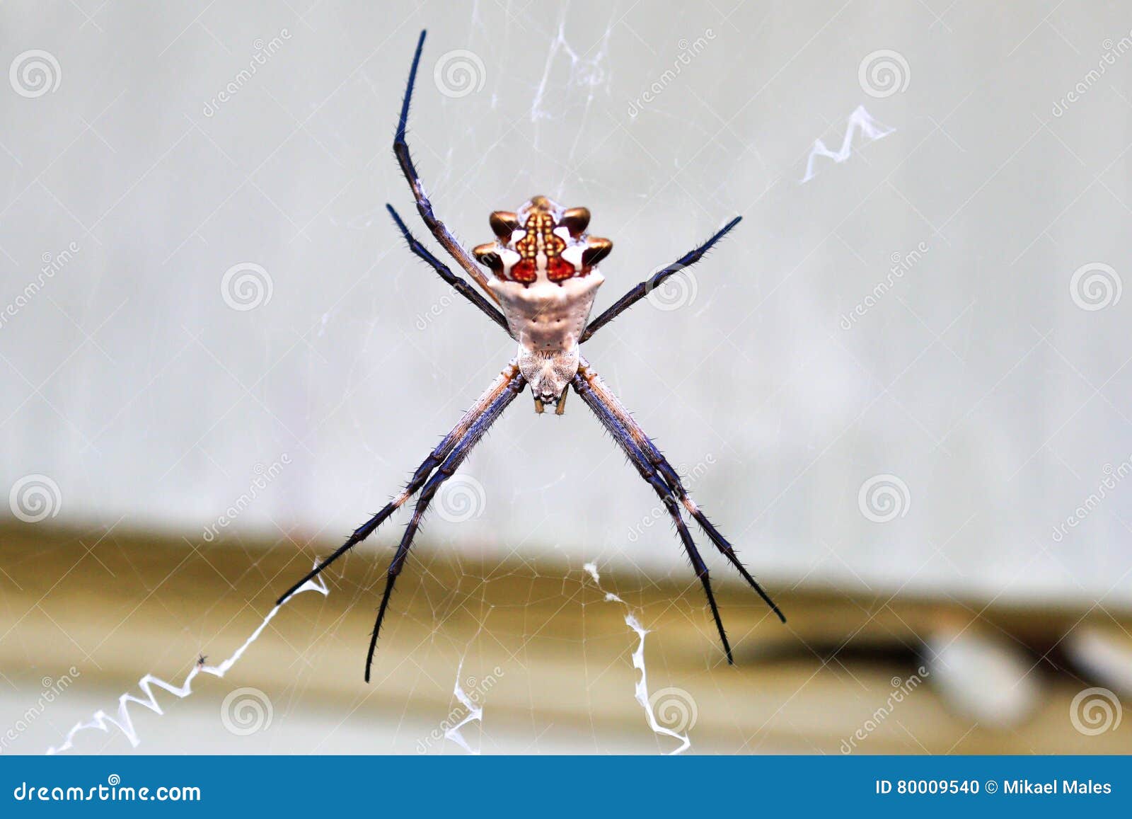 Silver Garden Spider Making Web Stock Photo Image Of Spinning
