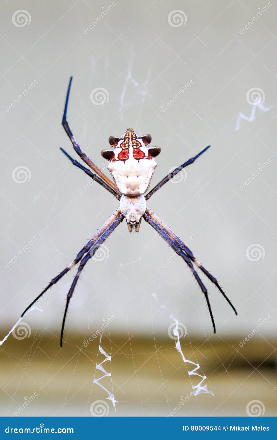 Silver Garden Spider Stock Photo Image Of Body Spider 80009544