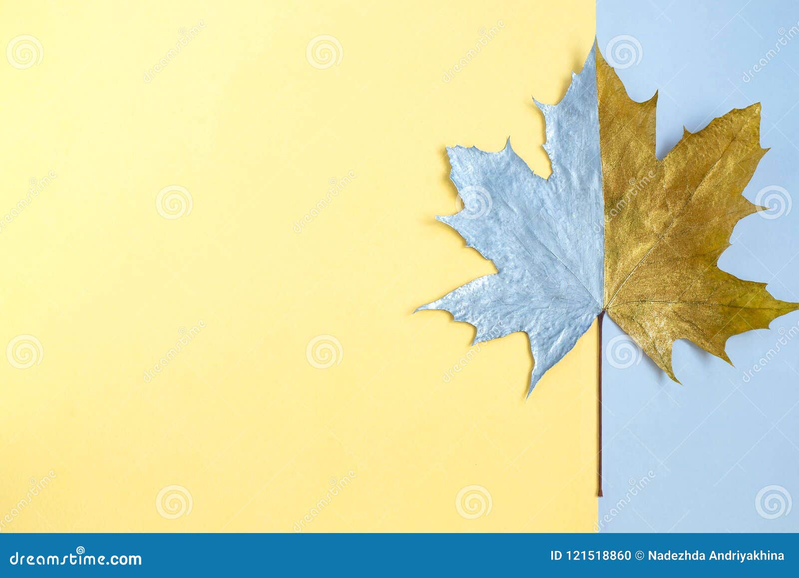 Silver And Gold Leaf Of Maple On Two Color Background Stock Photo Image Of Approach Fall Silver And Gold Leaf Of Maple On Two Color Background Stock Photo Image Of Approach Fall