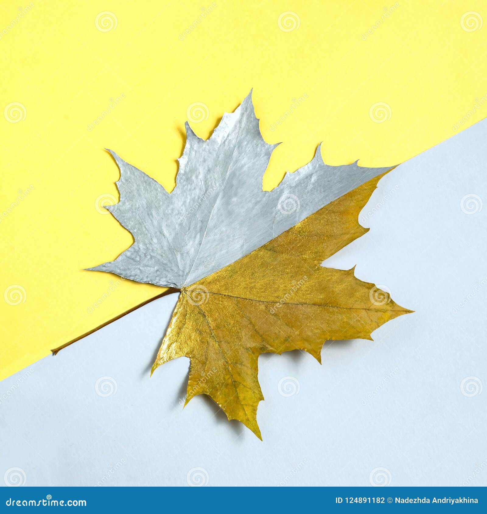 Silver And Gold Leaf Of Maple On Two Color Background Stock Photo Image Of Idea Autumn Silver And Gold Leaf Of Maple On Two Color Background Stock Photo Image Of Idea Autumn