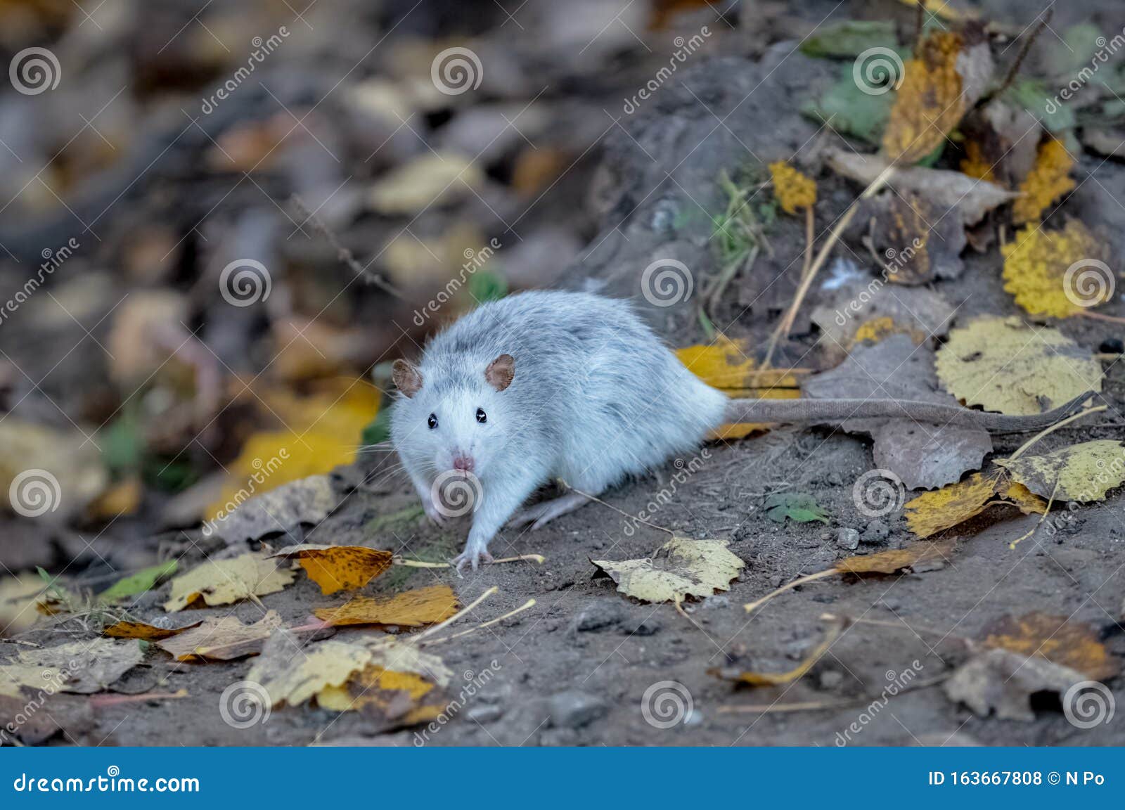 Silver Gray Wild Rat in Autumn Forest Stock Photo - of ground, chinese: 163667808