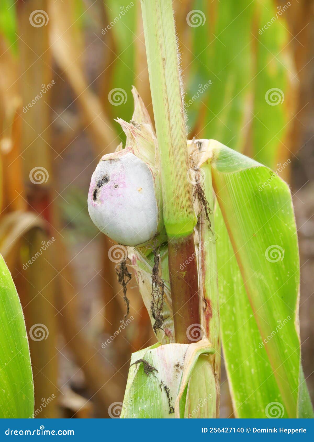 Silvergrey on corn stock photo. Image of mays, grass 256427140