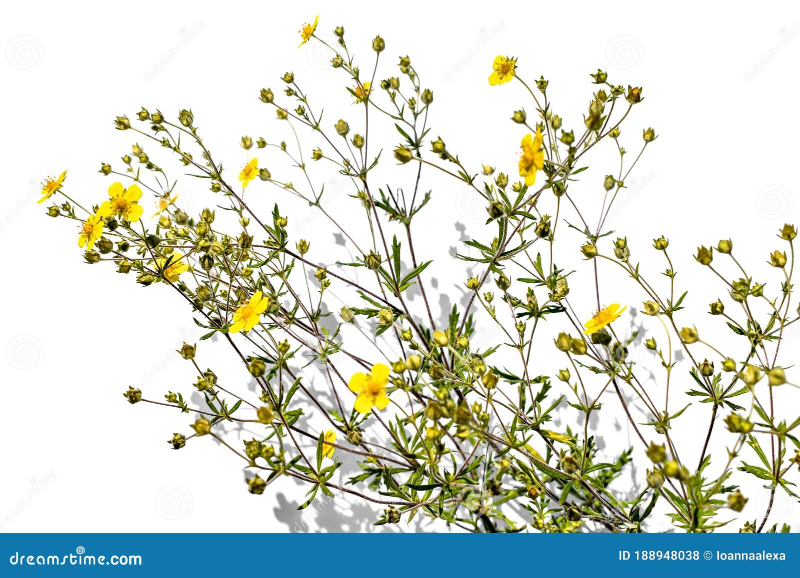 Silver Leaf Cinquefoil Shrub With Bright Yellow Small Flowers Close Up Isolated On A White Background Raster Clipart Of Stock Photo Image Of Hoary Growing Silver Leaf Cinquefoil Shrub With Bright Yellow Small Flowers Close Up Isolated On A White Background Raster Clipart Of Stock Photo Image Of Hoary Growing