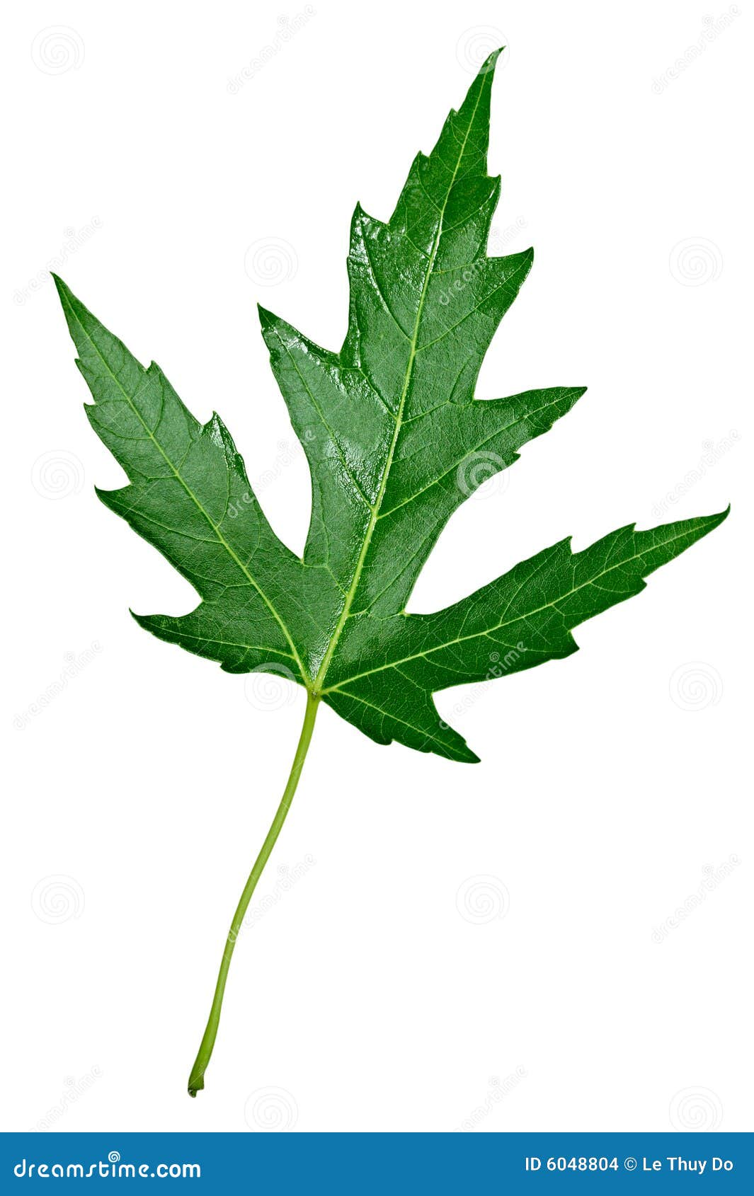 Silver Maple Leaf stock photo. Image of maple, background - 6048804