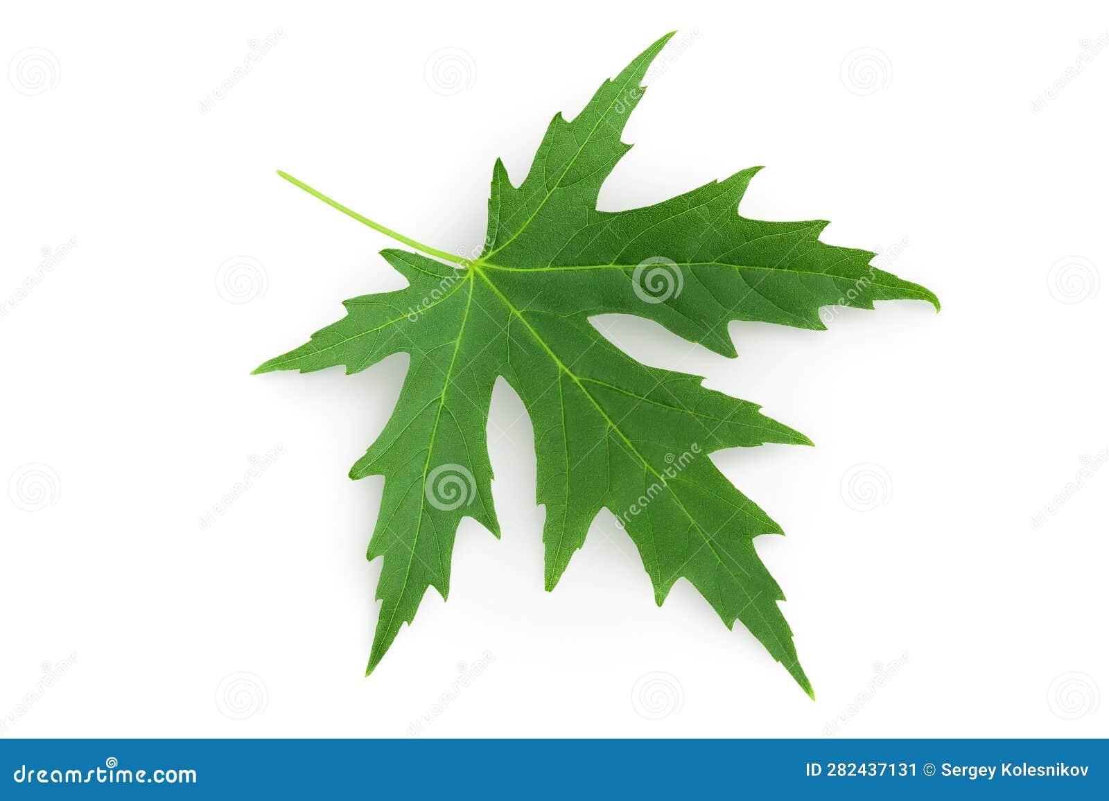 Silver Maple Leaf Isolated on a White Background. Top View Stock Image