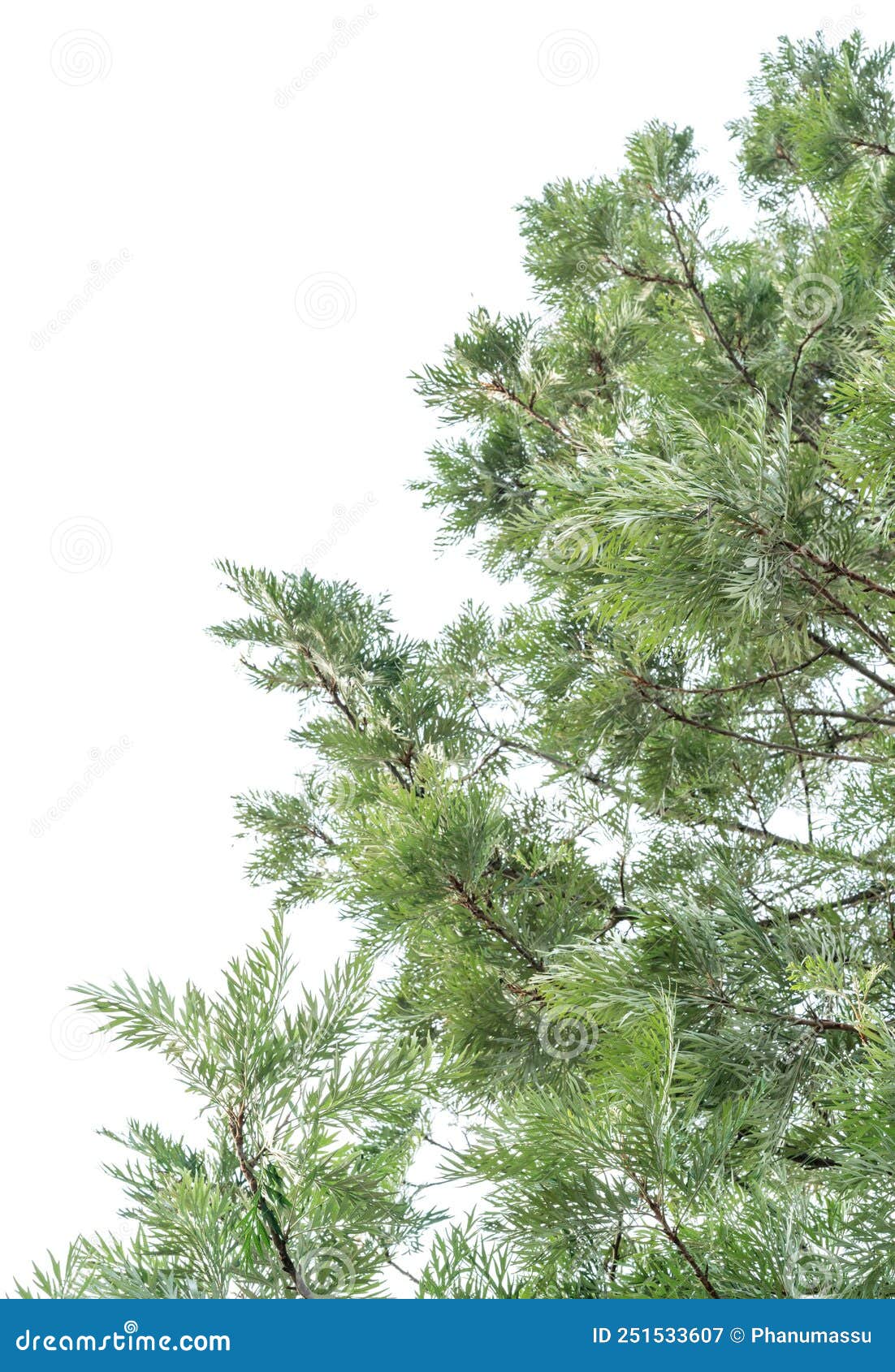 Silver oak tree stock image. Image of colorful, herb 251533607