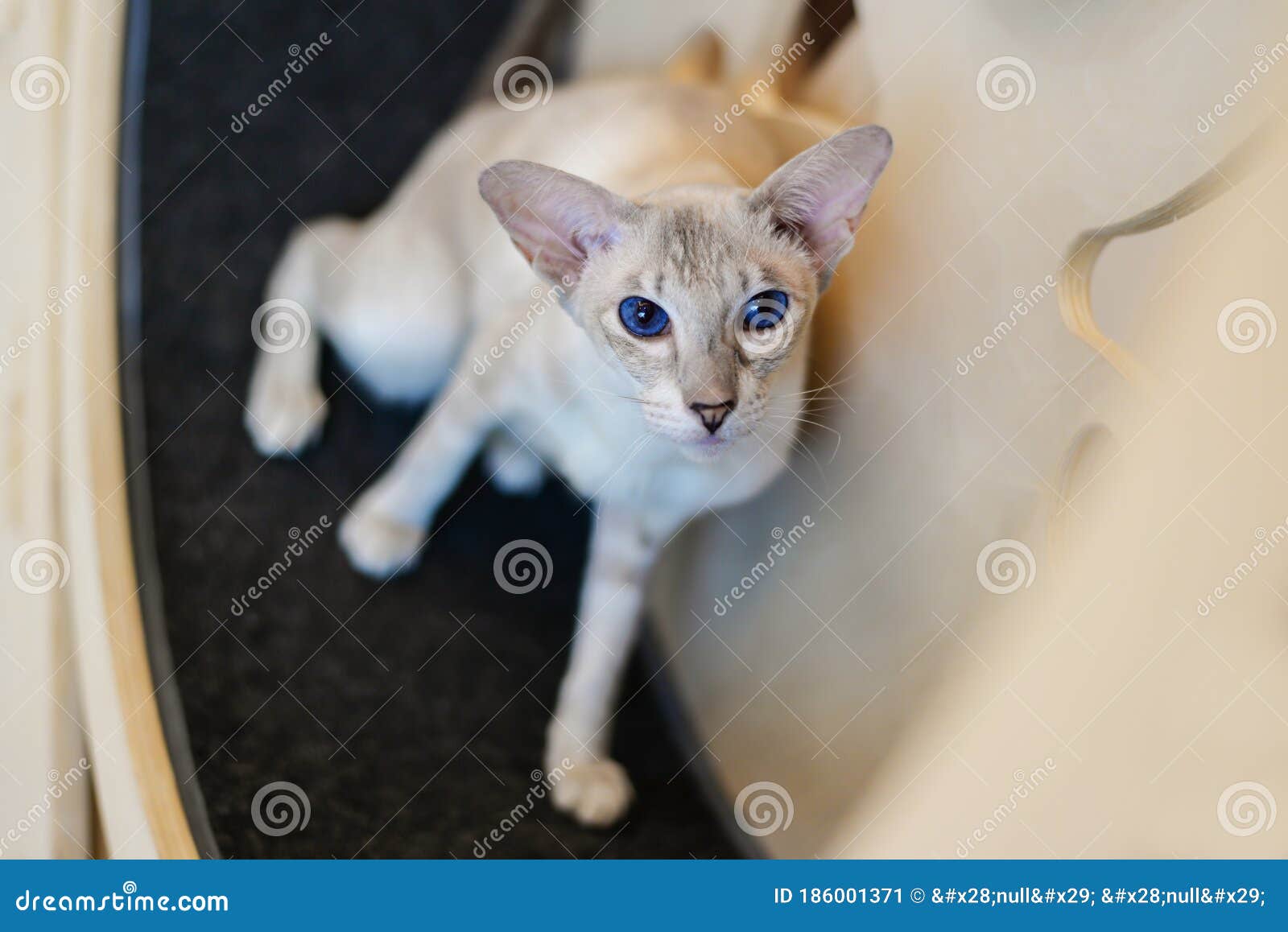Silver Oriental Shorthair Cat Portrait Dark Blue Eyes Stock Image Image Of Kitten Animals 186001371