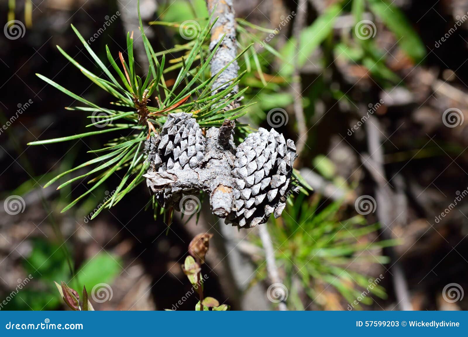 Silver Pine Branch stock image. Image of close, green 57599203