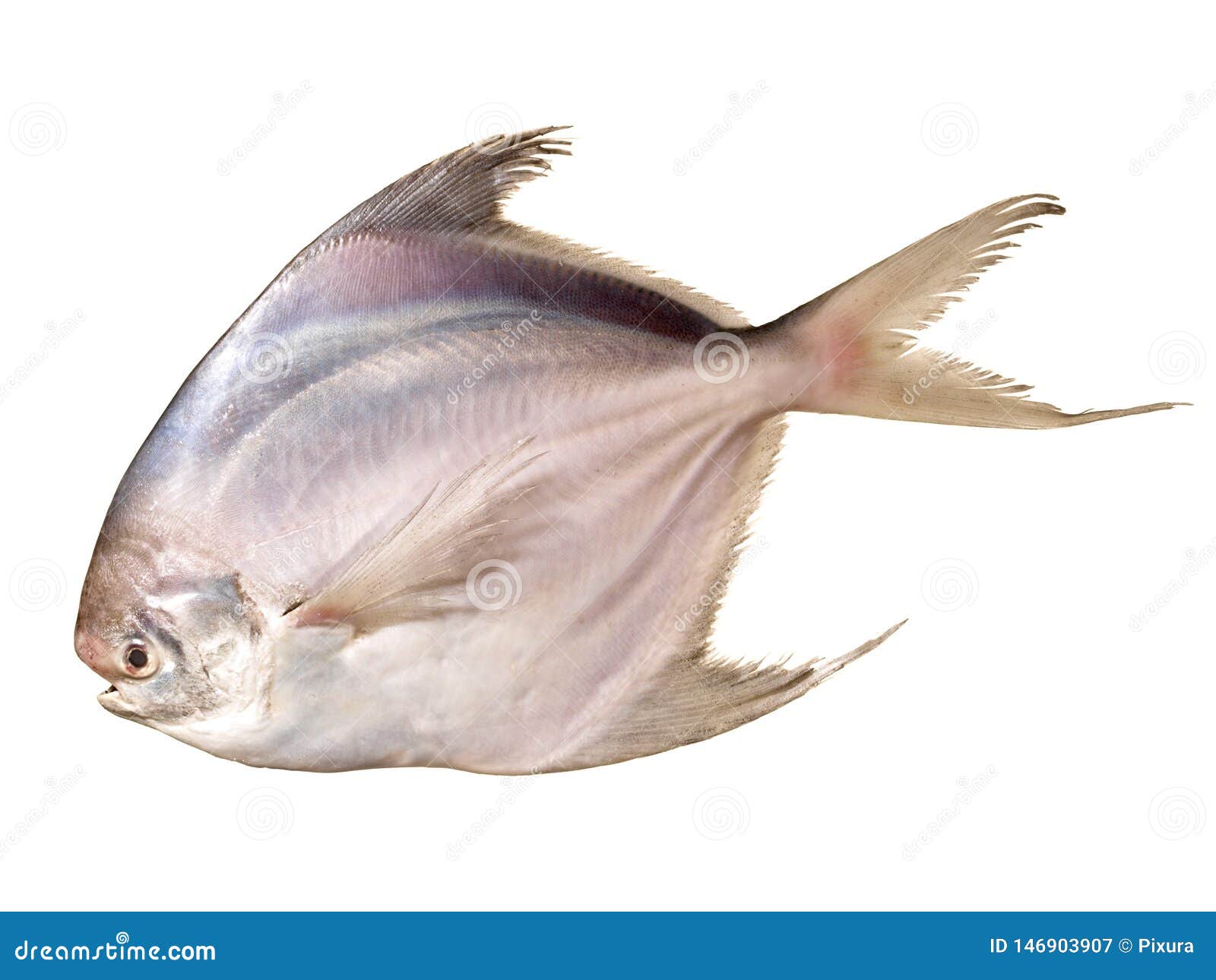 Silver Pomfret on White stock image. Image of isolation 146903907