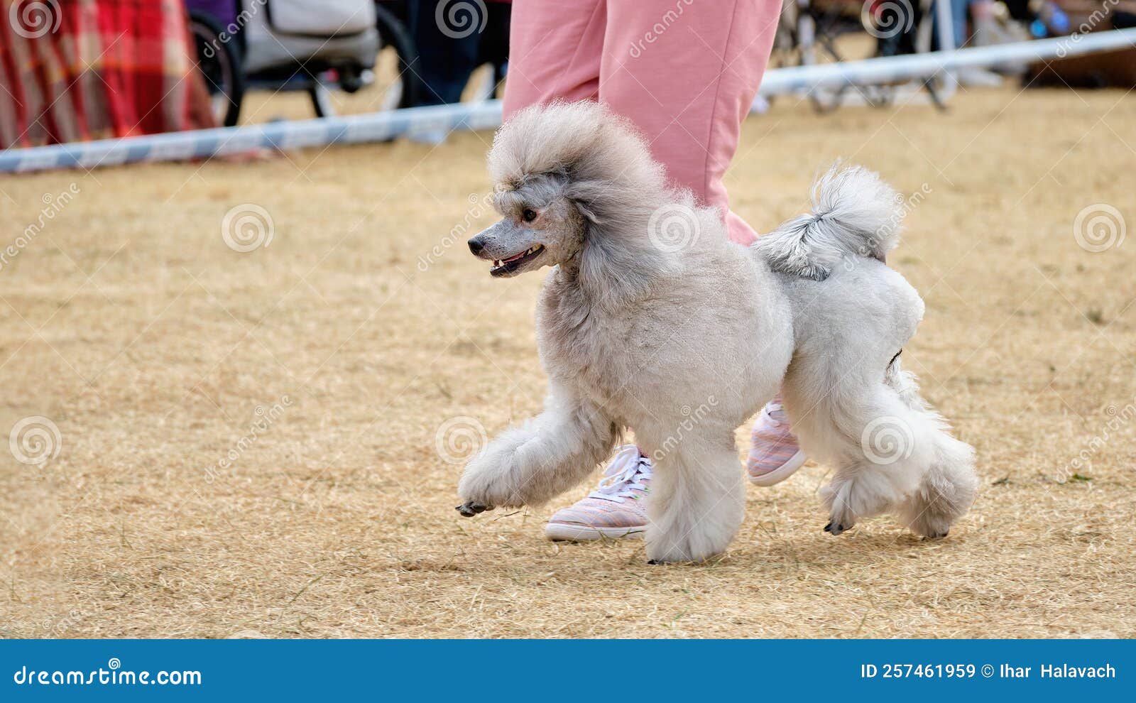 A Silver Poodle with a Show Haircut Runs in the Ring at a Dog Show