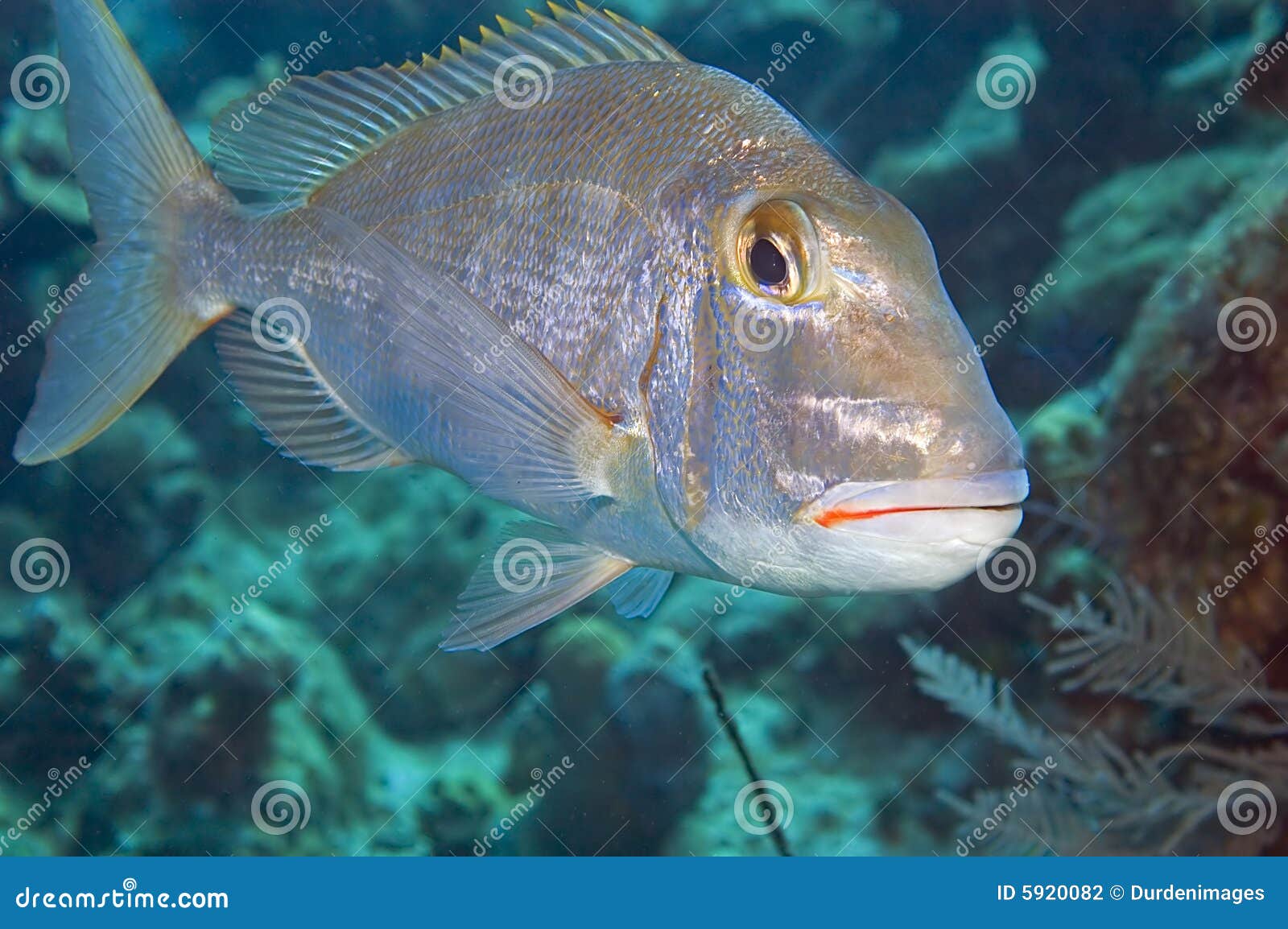 Silver Porgy stock photo. Image of silvery, gold, iridescent - 5920082