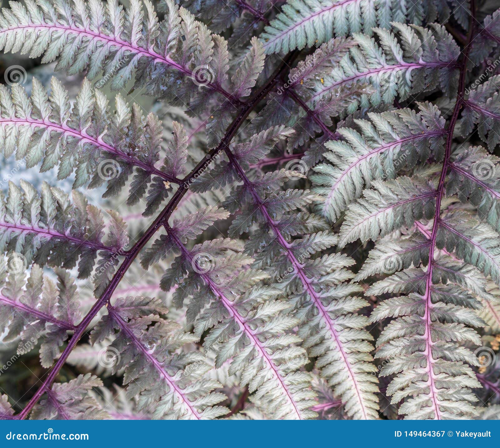 fronds of a japanese painted fern