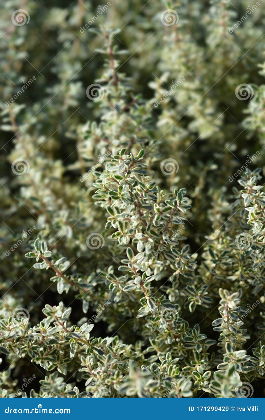Silver Queen Lemon Thyme stock image. Image of citriodorus 171299429