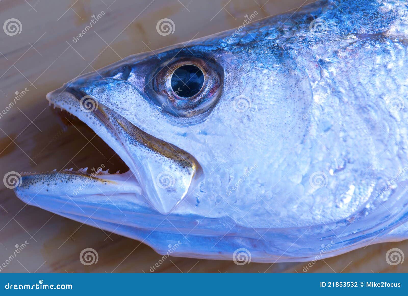 Silver Sea Trout Head Closeup Stock Photo Image of trout, protien