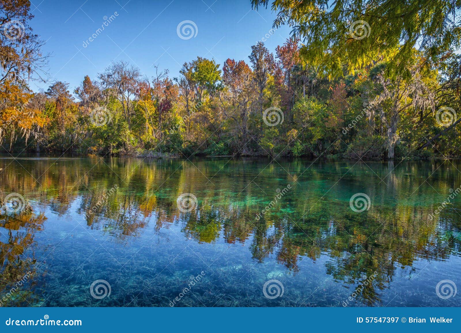 Silver Springs, la Florida. Reflexión del cielo y de árboles en el parque de estado de Silver Springs en la Florida