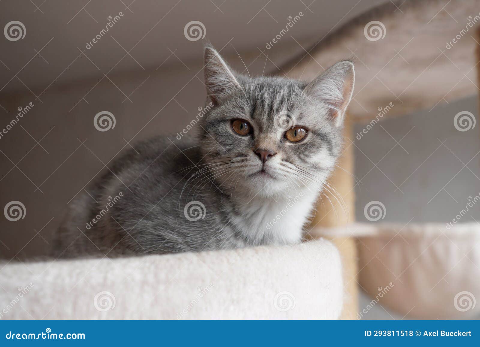 Silver Tabby British Shorthair Kitten with Copper Eyes Lying on Cat