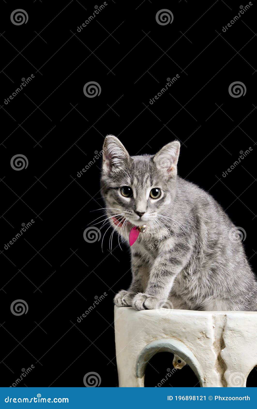 Jogo Escocês Do Gatinho Do Tabby De Prata Foto de Stock - Imagem