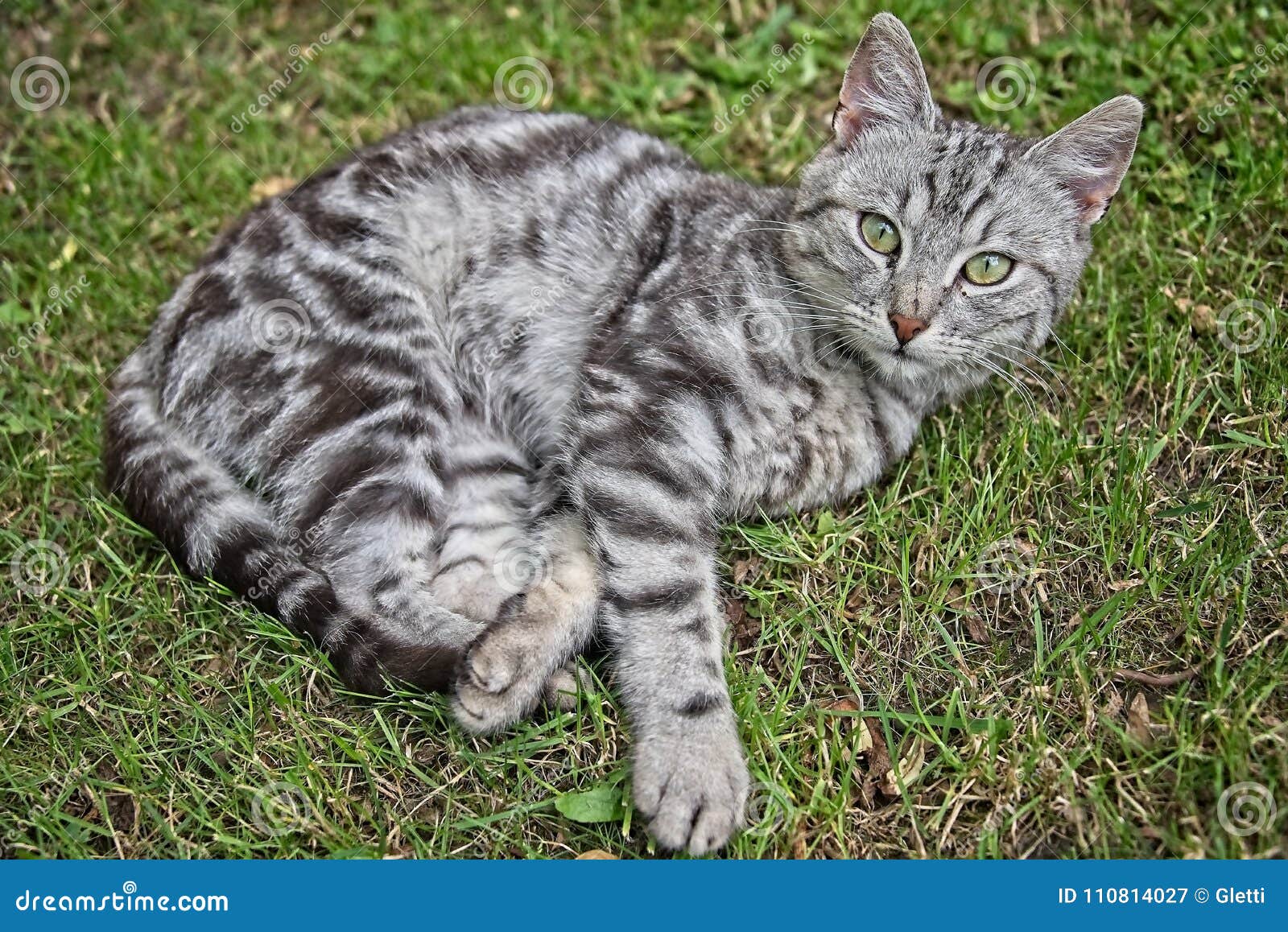 Silver Tabby Cat Stock Image Image Of Gray Grass Male