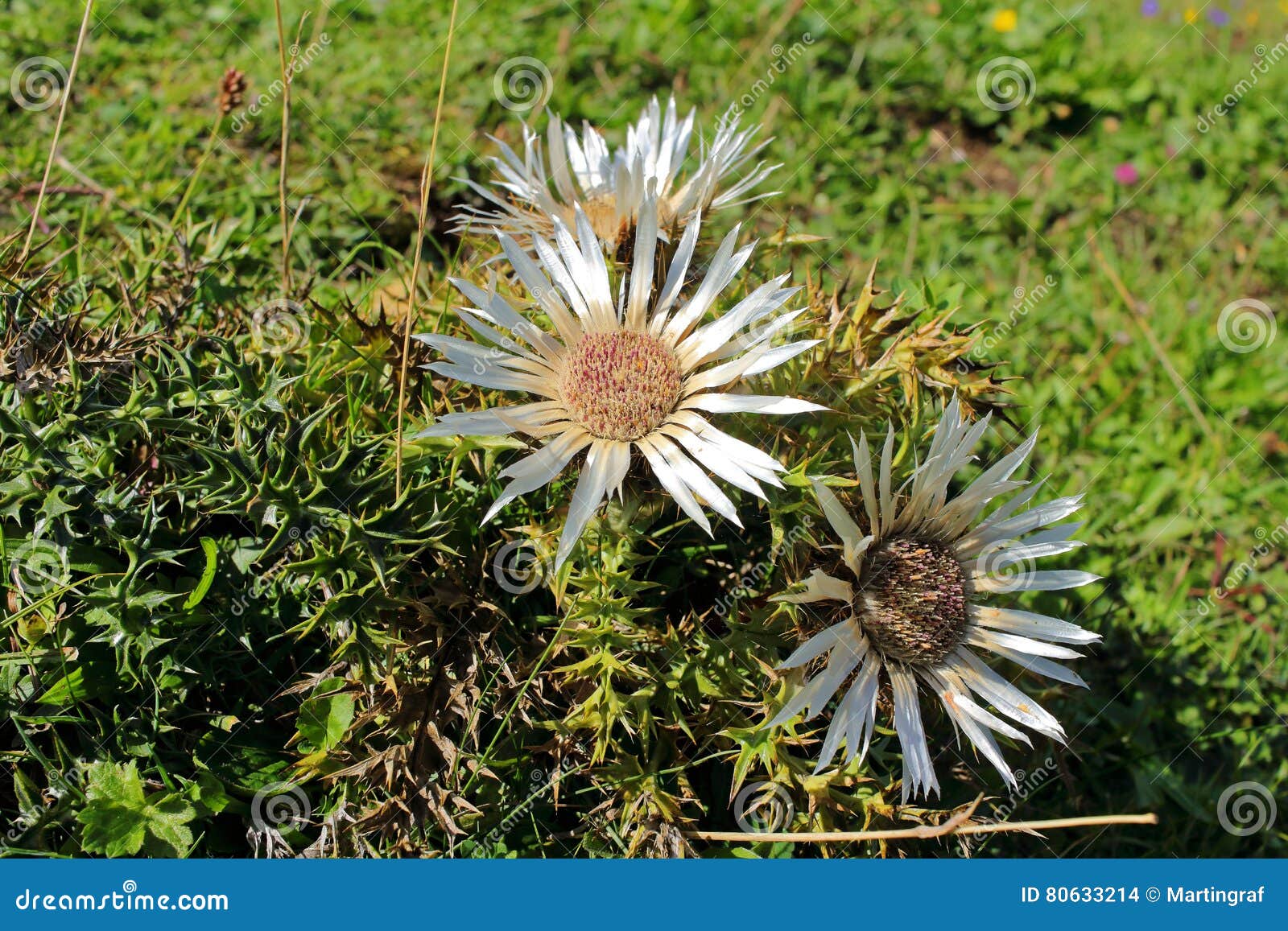 silver thistles in full bloom, alpine flora in allgau alps of germany