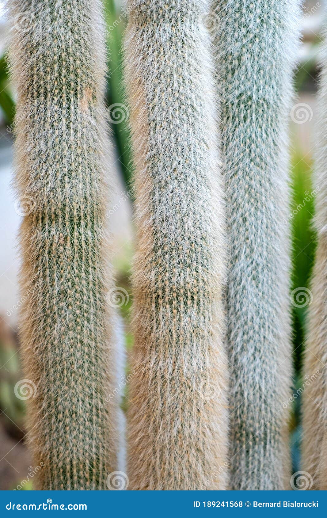 Silver Torch Cactus Plant Also Known As Silver Torch or Wooly Torch