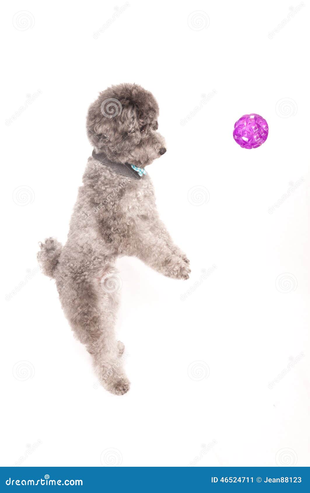 Silver Toy Poodle Play Ball Stock Image Image of bowtie, birthday
