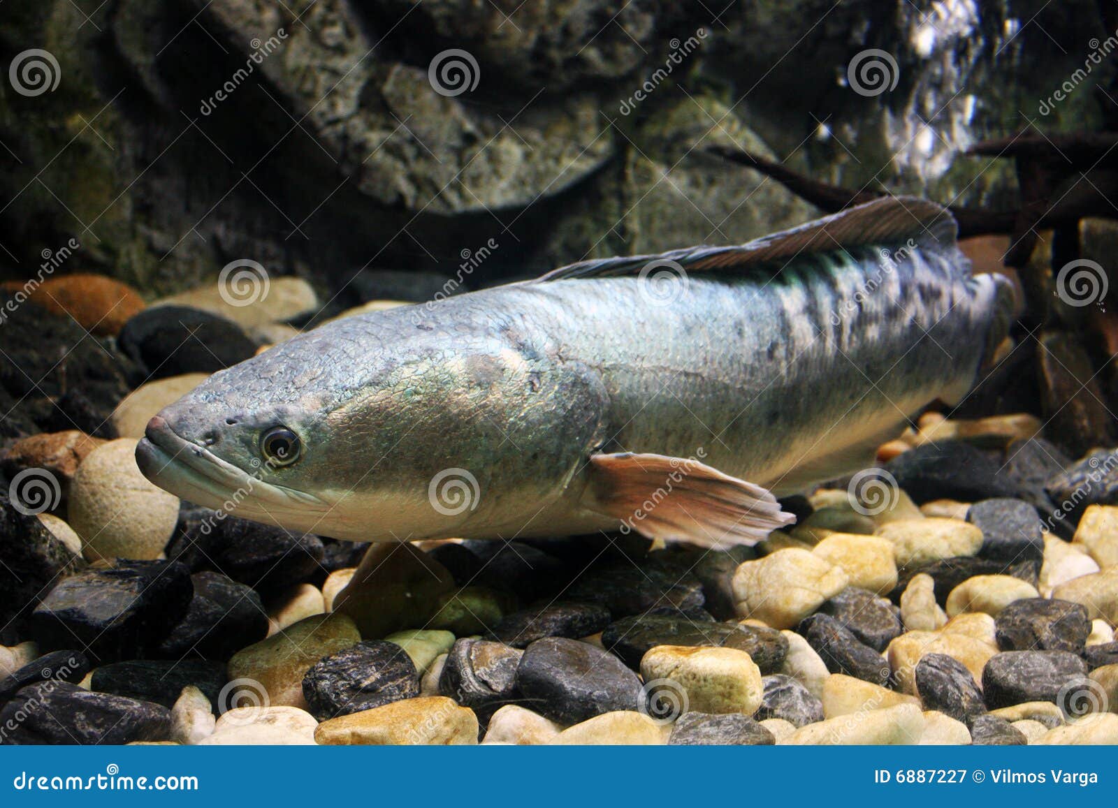 Silver Trout stock image. Image of fish, aqua, reef, barracuda 6887227