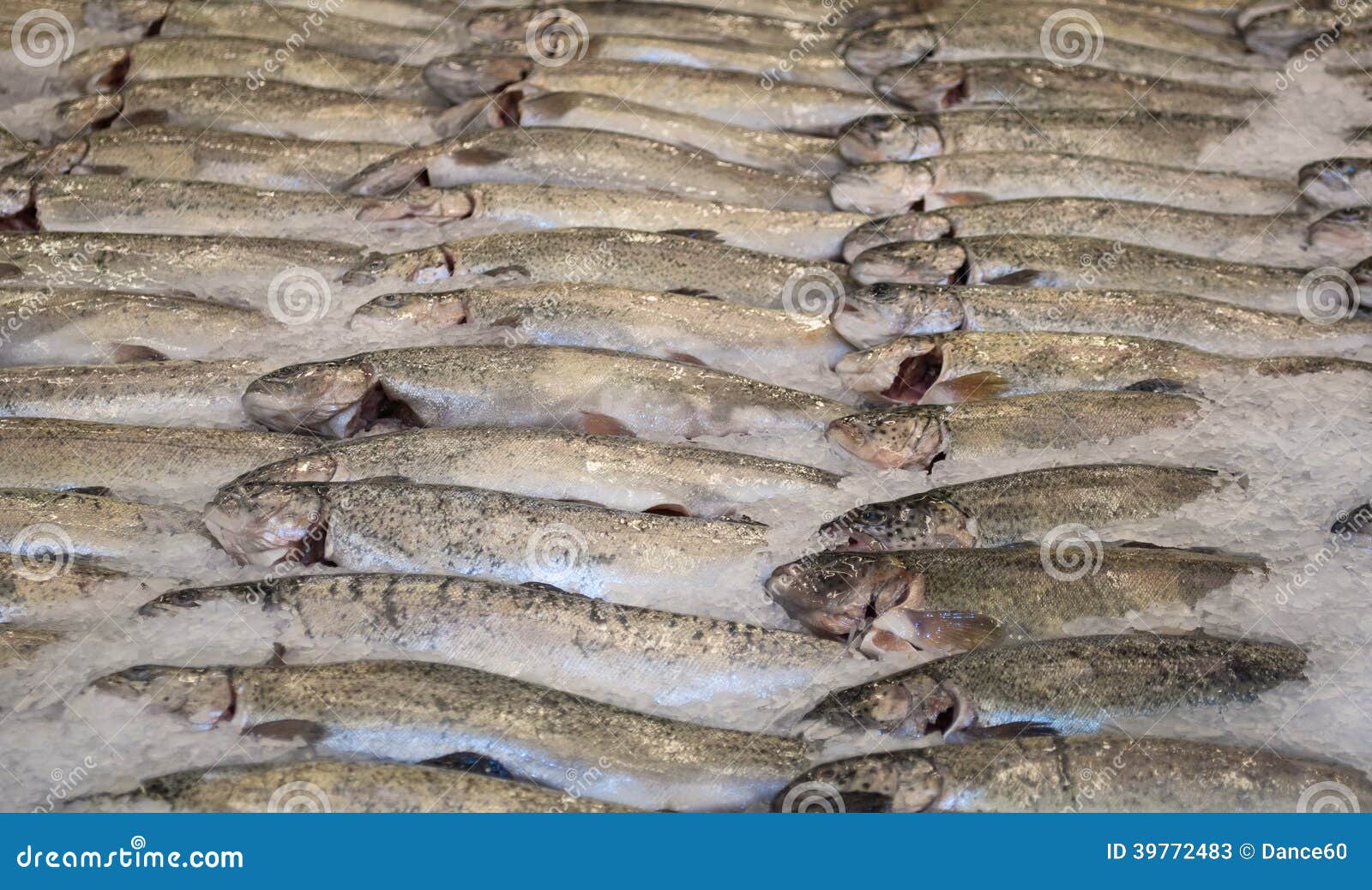 Silver trout stock image. Image of fresh, silver, cold 39772483